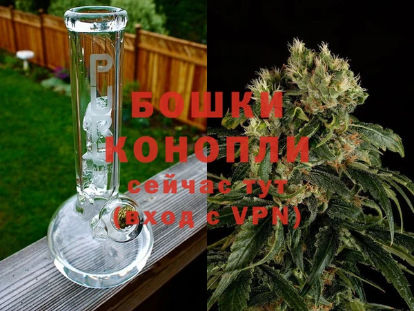 прущие грибы Белокуриха