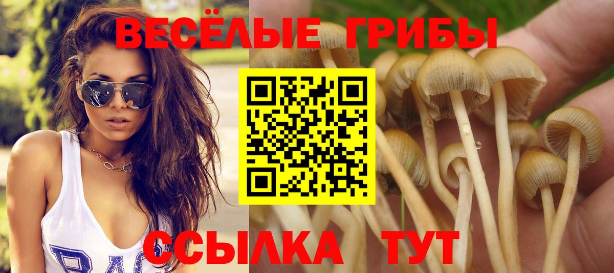 Гатчина  Псилоцибиновые грибы MAGIC MUSHROOMS  Вход с VPN 